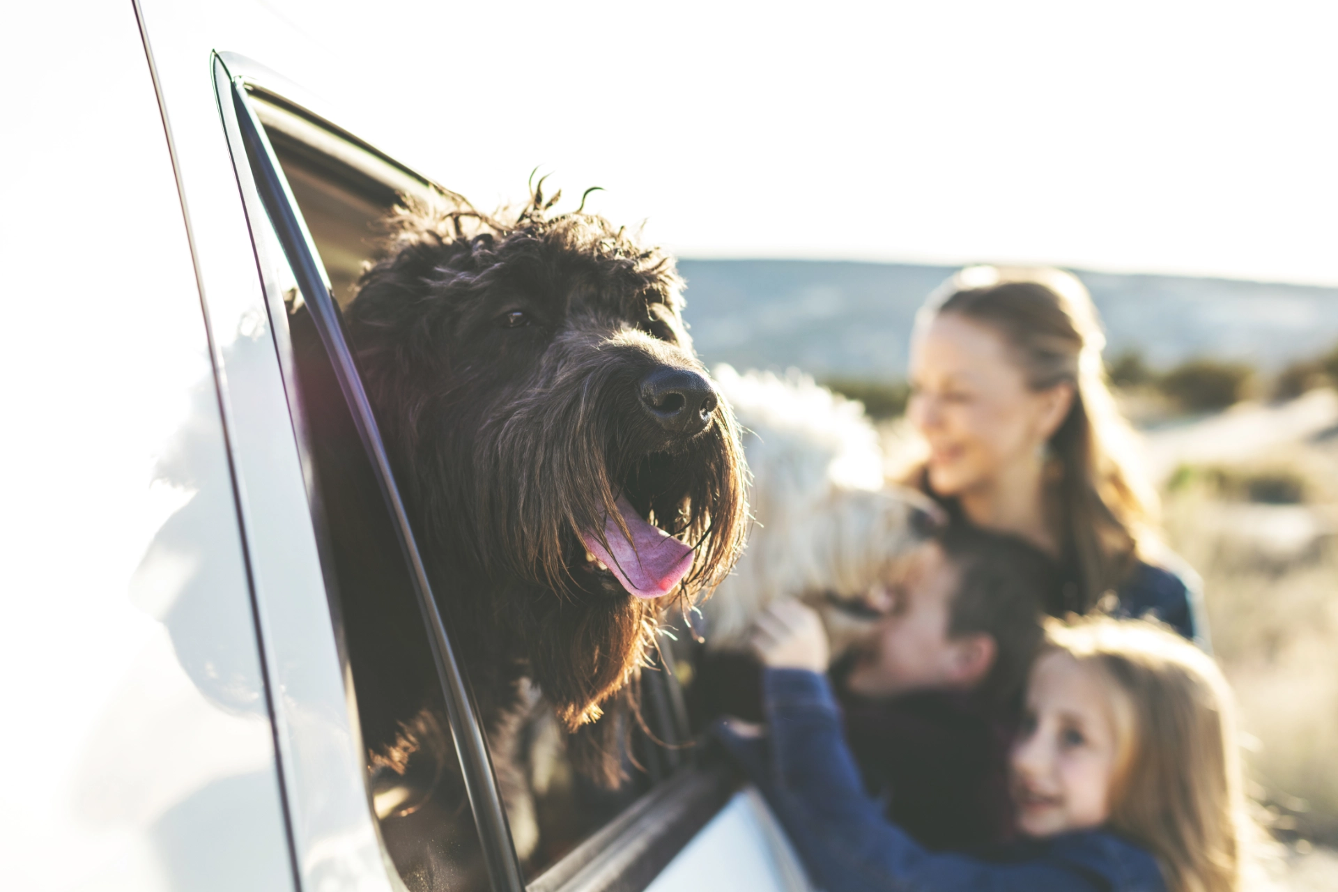dog looking out of car window on a trip